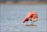 sorgfältig... Chileflamingo *Phoenicopterus chilensis*