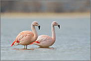 Geschwister... Chileflamingo *Phoenicopterus chilensis*