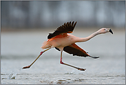 mit Anlauf... Chileflamingo *Phoenicopterus chilensis*