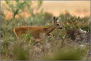 Licht und Schatten... Rehbock *Capreolus capreolus*