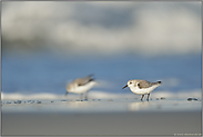 gemeinsam unterwegs... Sanderling *Calidris alba*