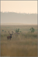 aufkommender Nebel... Rothirsch *Cervus elaphus*