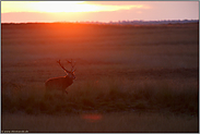 im Sonnenuntergang... Rothirsch *Cervus elaphus*