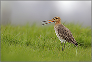 balzend... Uferschnepfe *Limosa limosa*