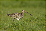 in der Wiese... Großer Brachvogel *Numenius arquata*