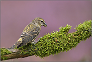 Jungvogel... Fichtenkreuzschnabel *Loxia curvirostra*