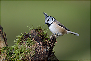 echte Europäer... Haubenmeise *Lophophanes cristatus*