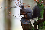 unterwegs auf großen Füßen... Eichhörnchen *Sciurus vulgaris*