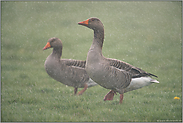 Schietwetter... Graugänse *Anser anser*