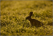 nach dem großen Regen... Feldhase *Lepus europaeus*