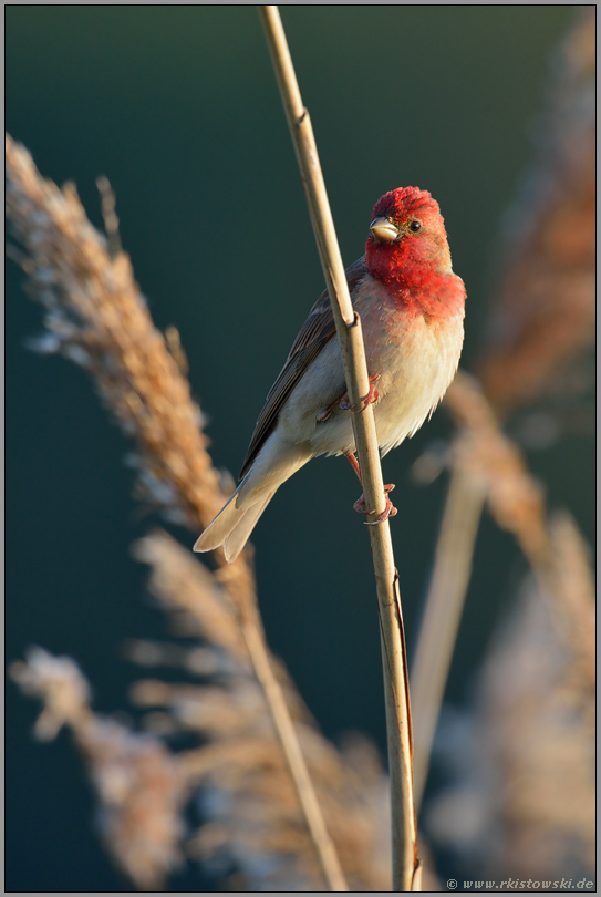 Schilfhalme... Karmingimpel *Carpodacus erythrinus *