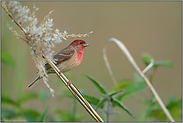 im Ackerrandstreifen... Karmingimpel *Carpodacus erythrinus*