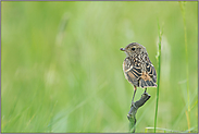 Jungvogel... Schwarzkehlchen *Saxicola torquata*