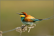 Nutznießer des Klimawandels... Bienenfresser *Merops apiaster*