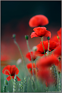 Sommerzeit... Klatschmohn *Papaver rhoeas*