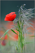 Blumenstrauss im Feld... Klatschmohn *Papaver rhoeas*