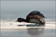 einmal gut schütteln... Schwarzhalstaucher *Podiceps nigricollis*