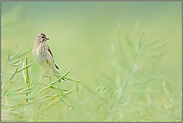 im Raps... Bluthänfling *Carduelis cannabina*