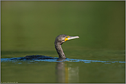 flache Wasserlage... Kormoran *Phalacrocorax carbo*