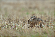 Duckmäuser... Feldhase *Lepus europaeus*