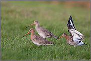 im Trupp unterwegs... Uferschnepfen *Limosa limosa*