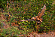 Beuteflug... Europäischer Uhu *Bubo bubo*