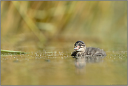 das Küken... Schwarzhalstaucher *Podiceps nigricollis*