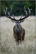 kapitaler Hirsch... Rothirsch *Cervus elaphus* mit besonders kräftigem Geweih