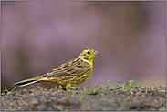 die Goldene... Goldammer *Emberiza citrinella*