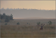 in der Weite der Steppe... Rothirsch *Cervus elaphus*