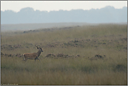 Zwölfender... Rothirsch *Cervus elaphus*