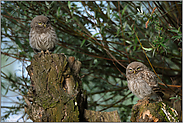 Geschwister... Steinkäuze *Athene noctua*