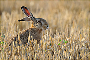 Aufmerksamkeit... Feldhase *Lepus europaeus*