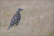 am Boden... Misteldrossel *Turdus viscivorus*