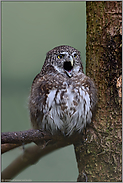 mit weit geöffnetem Schnabel...  Sperlingskauz *Glaucidium passerinum*