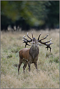der Brunftruf... Rothirsch *Cervus elaphus*