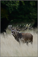 die Rotwildbrunft... Rothirsch *Cervus elaphus*