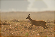 flüchtig... Rehbock *Capreolus capreolus*