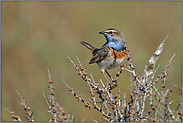 stachelige Angelegenheit... Blaukehlchen *Luscinia svecica*