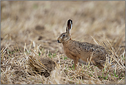 in Schwierigkeiten... Feldhase *Lepus europaeus*