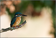 hoch oben im Gebüsch... Eisvogel *Alcedo atthis*