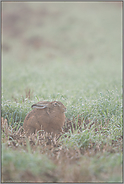 Nebel über den Feldern... Feldhase *Lepus europaeus*