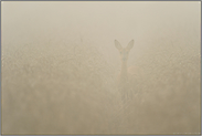 in dichtem Nebel... Reh *Capreolus capreolus*