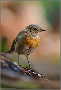 ein Jungvogel... Rotkehlchen *Erithacus rubecula*