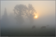 Nebel hängt über den Wiesen... Niederrhein*Nordrhein-Westfalen*
