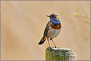 beobachtend... Blaukehlchen *Luscinia svecica*