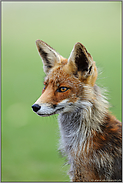 Reineke Fuchs... Rotfuchs *Vulpes vulpes*