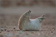 Abendgymnastik... Kegelrobbe *Halichoerus grypus*