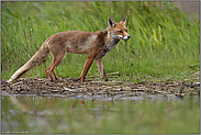 verschlagener Blick... Rotfuchs *Vulpes vulpes*