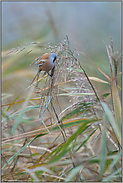 bescheidene Lichtverhältnisse... Bartmeise *Panurus biarmicus*